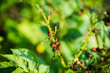 Colorado beetle eats a potato leaves. Selective focus.