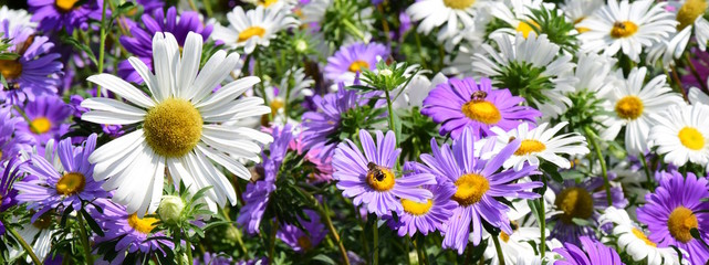 Blütenmeer, Sommerblumen, Bauerngarten