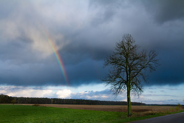 Dry tree by the road and a colorful rainbow in the dark sky
