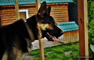 Собака
