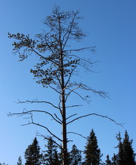 snowy forest in winter in lapland, finland