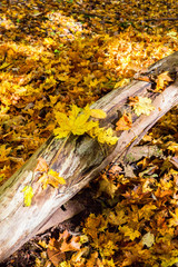 Autumn leaves on a log in the woods