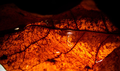 Colored and textured leaf in neon light