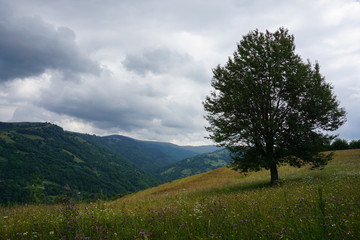 Fototapeta na wymiar Lonely tree on a meadow in the mountains