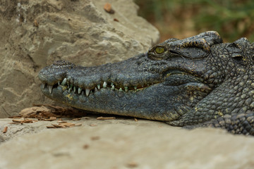 Crocodile resting on rocks.