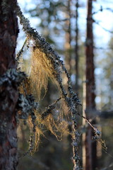 forest full of snow in winter in lapland, finnland