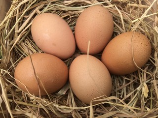 Fresh chicken eggs in nest at farm.