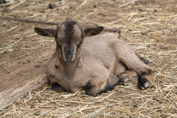 Seven days old goatling lying