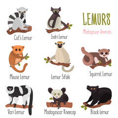 Madagascar unique lemurs with names color flat icons set © LynxVector