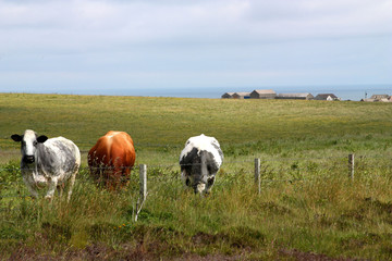 Fototapeta premium Cows on Orkney