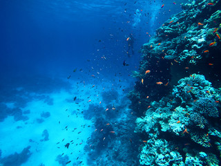 Naklejka na ściany i meble Under the water, coral reef with plenty of fish