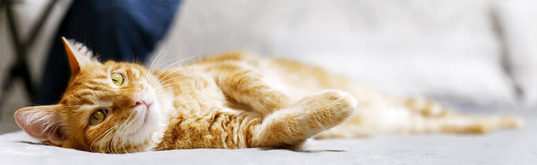 Closeup portrait of ginger cat lying on a bed stretching his paws and looking thoughtfully aside. Shallow focus and blurred background. Copyspace. - obrazy, fototapety, plakaty