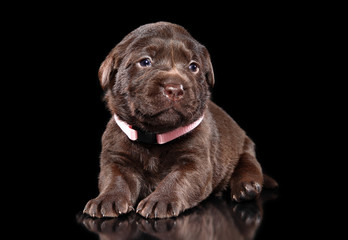Brown Labrador puppy on black background