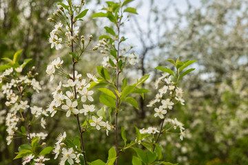 Thick-set of young cherry trees blossoming in spring