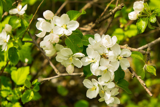 White flowers on an apple tree on a sunny day with a bee crowling into one of the flowers 