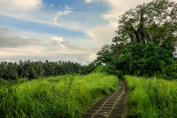 Campuhan ridge walk in Ubud, Bali -  a narrow pavement road winding through fields and trees with palm tree forest in the distance. 