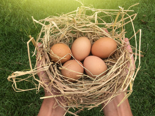 Closeup hand holding chicken eggs on hay.