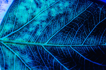 Colored and textured leaf in neon light
