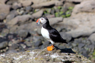 Puffin With Sand Eels
