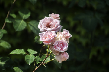 Flowering color of pale pink rose bush closeup as floral background