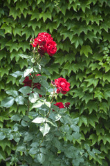 Naklejka premium Flowering color of red pink bush on house wall of green leaves background