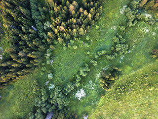 Glade in the forest. drone view