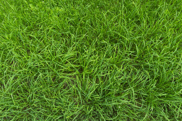 Background Of Bright Green Grass