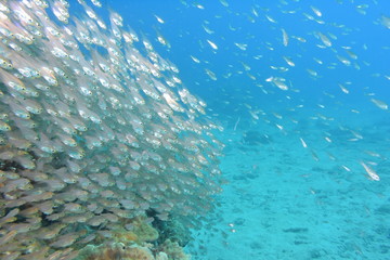 キビナゴの群れ２