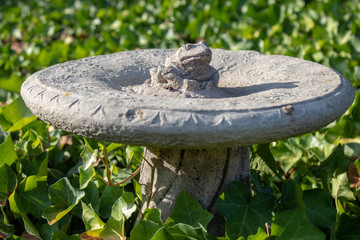 Der Frosch im Blätterteig