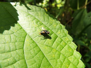 クロバエ fly
