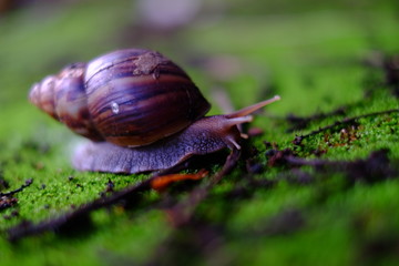 Snail life crawling on green grass with red brick in the garden