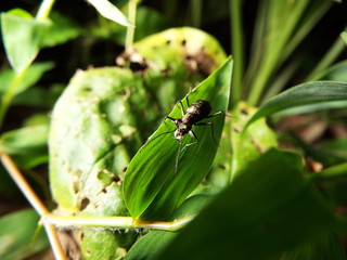 トウキョウヒメハンミョウ tiger beetle