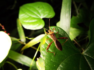 ホソヘリカメムシ stinkbug