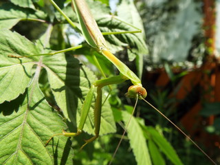 カマキリ mantis