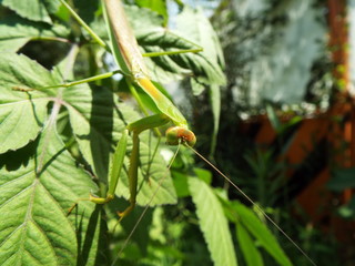 カマキリ mantis