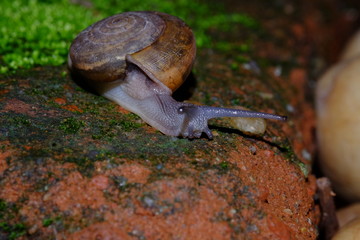 Snail animal'slife crawling on the red brick in the garden