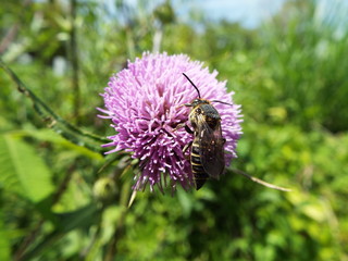 トガリハナバチとアザミ bee on flower