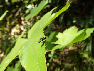 ハエ fly