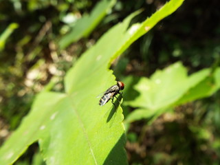 Fototapeta premium ハエ fly