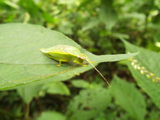 アオマツムシ grasshopper