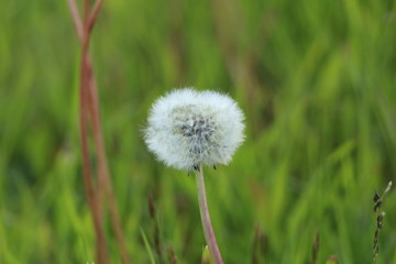 Dandelion