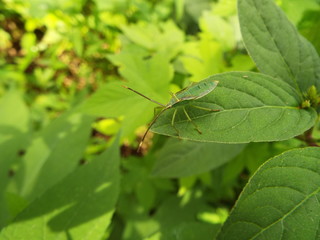 カメムシ 幼体 stinkbug