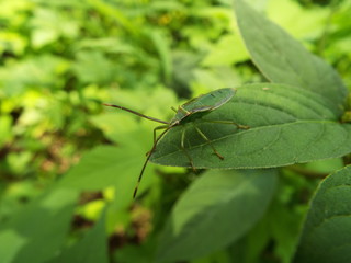 カメムシ 幼体 stinkbug