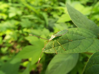カメムシ 幼体 stinkbug