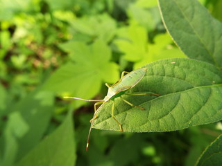 カメムシ 幼体 stinkbug