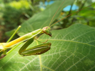 カマキリ mantis