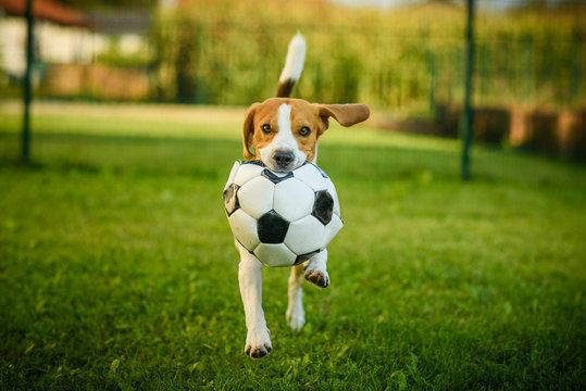 Dog beagle purebred running with a football ball in park outdoors towards camera summer sunny day on green grass