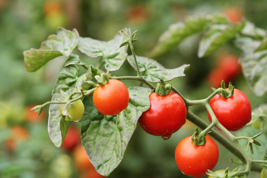 Ripe cherry organic tomatoes in garden ready to harvest