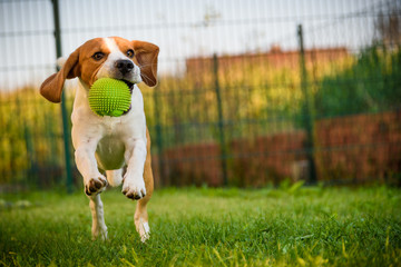 Dog beagle purebred running with a green ball on grass outdoors towards camera summer sunny day on...