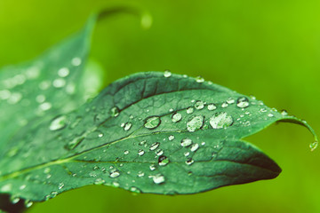 Waterdrops on the leaf